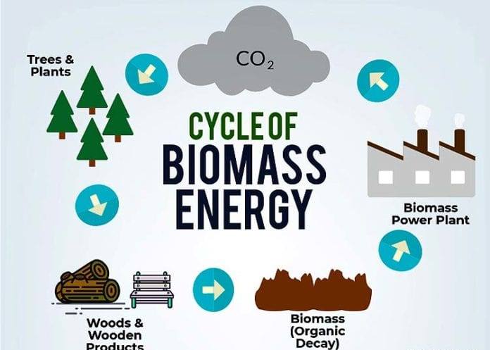 Fueling the Future with Biomass Energy: Pros and Cons